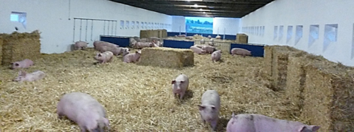 Mühlhäuser DUROC Strohschwein - stressfreie regionale Aufzucht und Schlachtung durch die Mühlhäuser Fleisch GmbH
